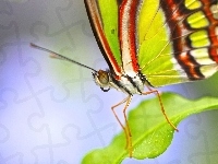Motyl, Listek
