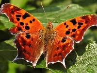 Motyl, Listki