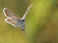 Modraszek, Motyl, Owad