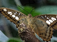 Motyl, Motylek