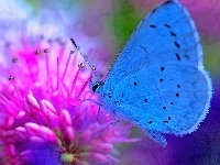 Na, Motyl, Kwiatku
