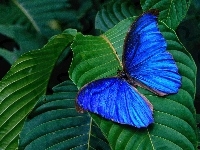 Motyl, niebieski