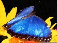 niebieski, Motyl, kwiat