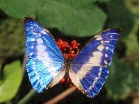 Motyl, niebieski