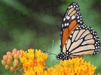 Żółte, Motyl, Monarcha, Kwiaty
