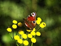 Żółte, Motyl, Rusałka pawik, Kwiaty