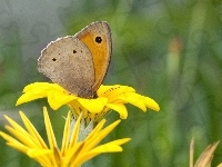 Żółty, Motyl, Kwiat