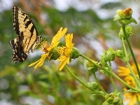 Żółty, Motyl, Kwiat