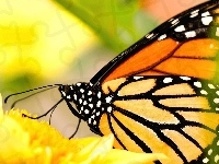 Żółty, Motyl, Kwiat