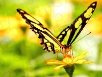 Żółty, Motyl, Kwiat