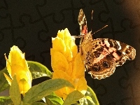Żółty, Motyl, Kwiat