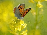 Żółty, Motyl, Kwiat
