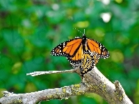 Motyl Monarchy, Owad, Gałąź