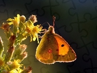 Żółty, Owad, Motyl, Kwiat