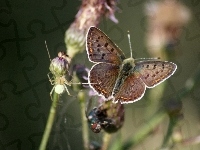 Pająk, Motyl, Kwiat