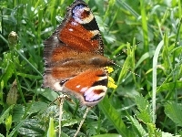 Pawik, Motyl, Łąka