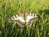 Motyl, Piękny, Paź Królowej