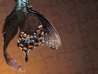 Motyl, Piórko