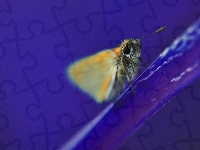 Płatek, Motyl, Kwiata