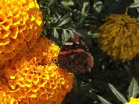 Motyl, Hortensje, Pomarańczowe