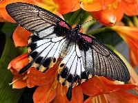 Pomarańczowe, Motyl, Kwiaty