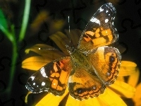 Motyl, Czarno, Pomarańczowy, Kwiat
