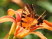Pomarańczowa, Motyl, Lilia