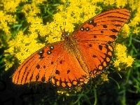 Żółte, Pomarańczowy, Motyl, Kwiaty