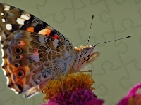 Motyl, Pręciki