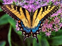 Purpurowe, Motyl, Kwiatki