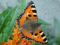 Motyl, Pyłek