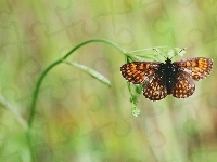 Motyl, Roślina