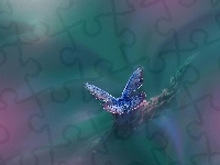 Motyl, Roślina