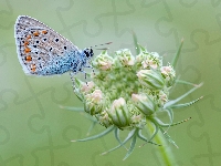 Owad, Modraszek ikar, Motyl, Zbliżenie, Roślina