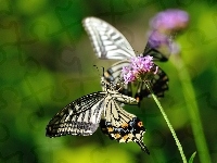 Roślina, Motyl, Makro