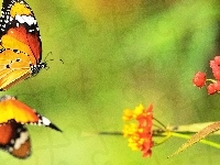 Motyl, Roślina
