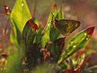 Motyl, Rośliny