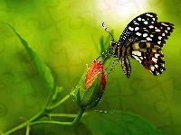 Motyl, Róża