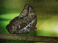 Motyl, Rozmycie