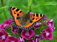 Różowe, Motyl, Kwiatki