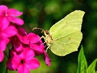 Różowy, Latolistek cytrynek, Motyl, Kwiat