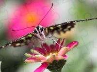 Różowy, Motyl, Kwiat