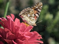 Kwiat, Motyl, Rusałka osetnik, Cynia