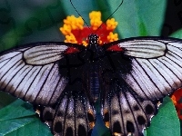 Skrzydła, Motyl, Kwiat