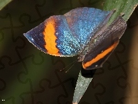 Motyl, Skrzydła