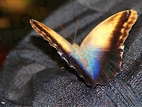 Motyl, Suwak
