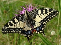 Motyl, Trawa