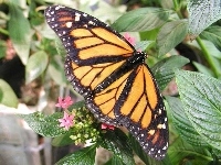 Zielone, Motyl, Monarch, Liście