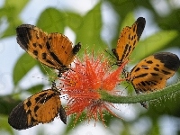 Motyle, Liście, Pomarańczowo, Czarne, Kwiat