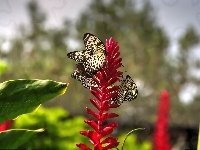 Czerwony, Motyle, Kwiat